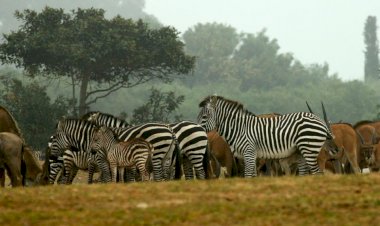 Сафари в Рамат-Гане